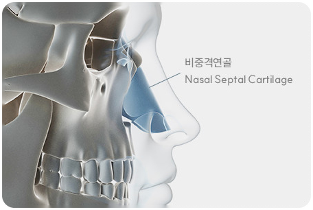 코 구조 재건 및 연골 조각