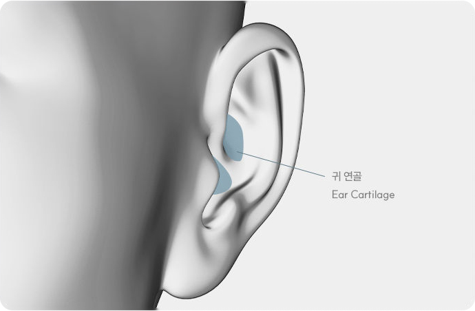 귀 연골 Ear Cartilage