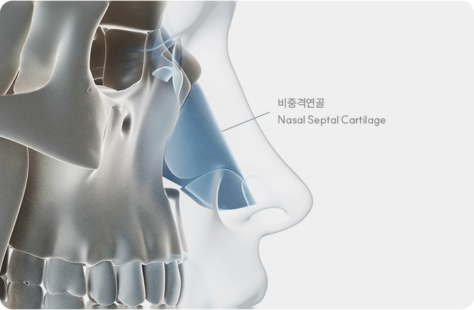 비중격연골 Nasal Septal Cartilage